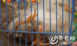 小鸡的视频,萌动瞬间大盘点